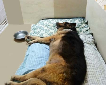 dog-oldage-home-chennai