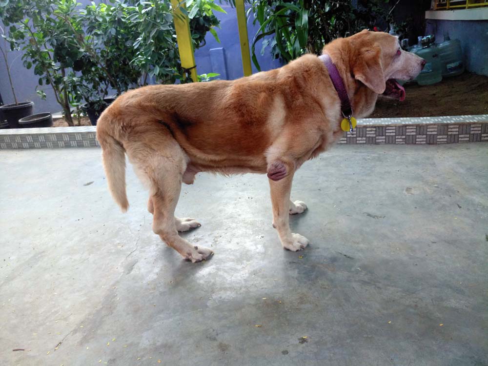 dog-oldage-home-chennai